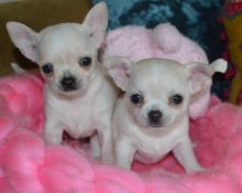Chihuahua Puppies - Updated On All Shots Available For Rehoming
