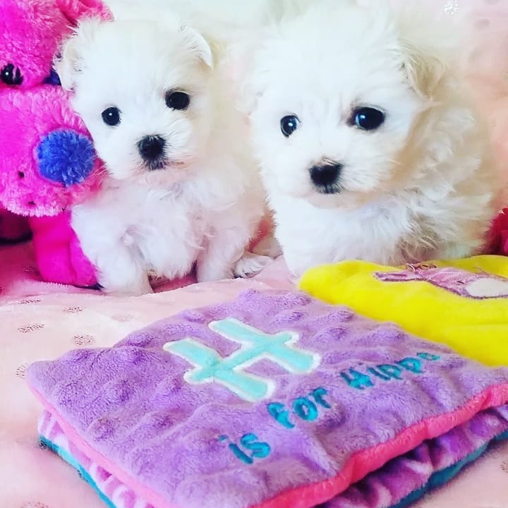 Two Teacup Maltese Puppies Needs a New Family Image eClassifieds4u