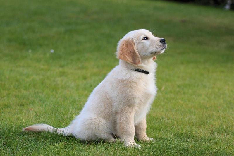 Male and Golden Retriever puppies for adoption Image eClassifieds4u