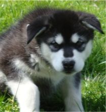 male and Female Siberian Huskies Puppies available for adoption