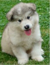 male and Female Siberian Huskies Puppies available for adoption