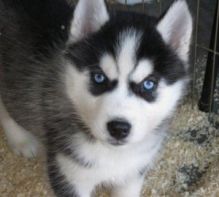 male and Female Siberian Huskies Puppies available for adoption