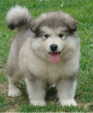 male and Female Siberian Huskies Puppies available for adoption