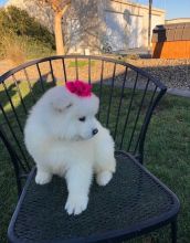 Samoyed Puppies For Sale