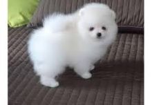 We have 4 teacup Pomeranian that we are looking to get them a promising home.(306) 500-3579