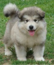male and Female Siberian Huskies Puppies available for adoption Image eClassifieds4U