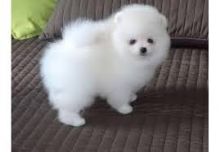 We have 4 teacup Pomeranian that we are looking to get them a promising home.(306) 500-3579 Image eClassifieds4U