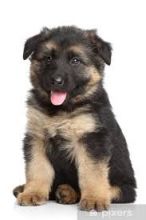We have German Shepherds puppies available for adoption(306) 500-3579 Image eClassifieds4U