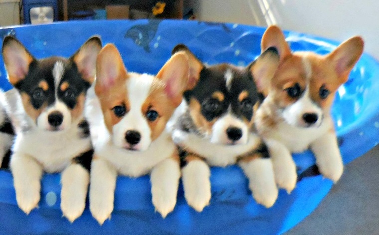 Pembroke Welsh Corgi puppies seeking new homes. 5 Lucky winners Image eClassifieds4u