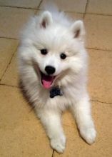 ****Healthy Japanese Spitz puppies available ****