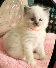 I have a beautiful litter of Ragdoll kittens available (306) 500-3579