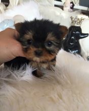 Teacup/ Tiny ? Mini Yorkies puppies available for new homes ASAP