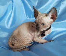 Adopt Lovely Sphynx kittens (306) 500-3579