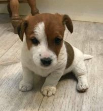Affectionate Jack Russel Terrier puppies for adoption (306) 500-3579