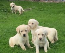 Awesome Labrador Puppies Available for you (306) 500-3579