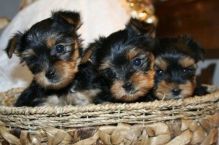 Beautiful Yorkshire Terrier which I'm giving out for adoption (306) 500-3579