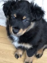 Charming Australian Shepherd puppies are now ready (306) 500-3579