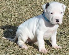 Dogos Argentinos for re homing (306) 500-3579