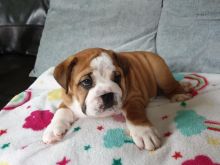 English Bulldog Pups for adoption ( Healthy) Text (437) 536-6127