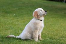 Golden Retriever puppies are ready to go to a new home (306) 500-3579