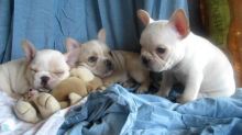 Gorgeous litter of 2 cream Male french Bulldog puppies(306) 500-3579