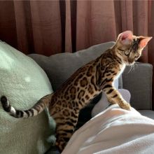 Obedient Bengal kittens for free(306) 500-3579