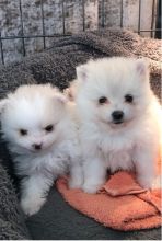 Pomeranian puppies for adoption
