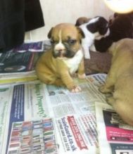 REGISTERED French bulldog puppies (306) 500-3579