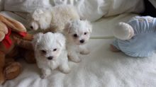 Super adorable Teacup Maltese Puppies Text (437) 536-6127