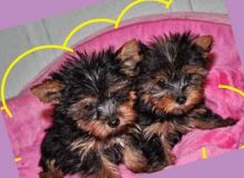 Teacup and standard Yorkie puppies ready to go now Text (437) 536-6127