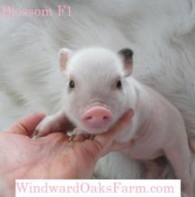 They are super sweet pigs and will make great companions.(306) 500-3579