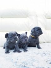 Very healthy and Active Blue French Bulldogs puppies .Very cheap. Hurry now