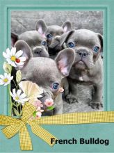 Very Healthy French Bulldog Pups for cheap price. Text (437) 536-6127
