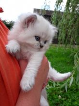 We have stunning British longhair kittens for FREE.(306) 500-3579