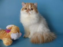 White Persian kittens for FREE (306) 500-3579