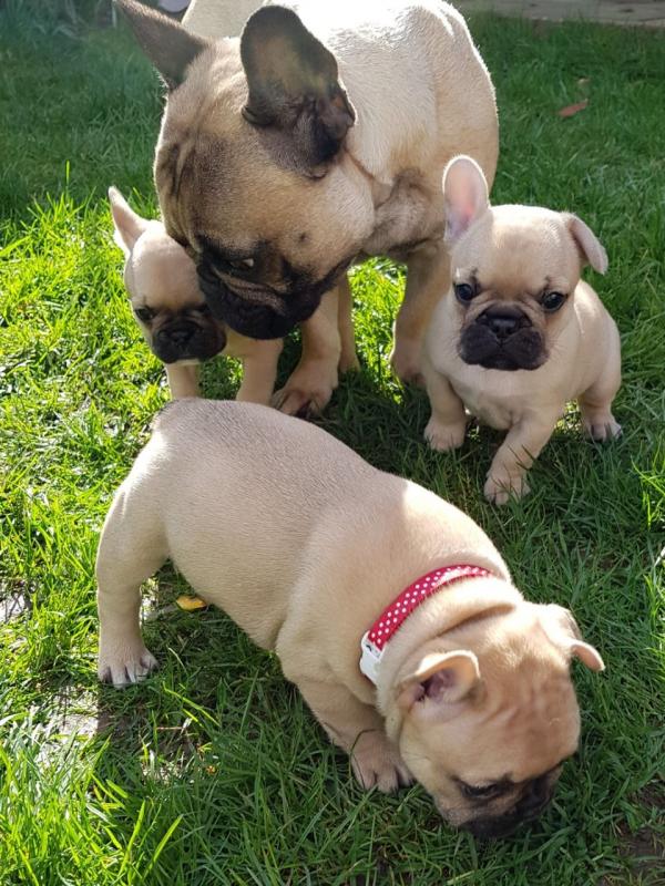 Baby Fawn Color French Bulldog Pups for adoption ( Healthy) Text (437) 536-6127 Image eClassifieds4u