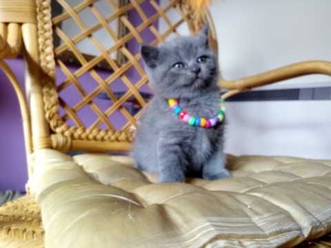 Blue Scottish Fold Kittens Open For Reservations and adoption (306) 500-3579 Image eClassifieds4u