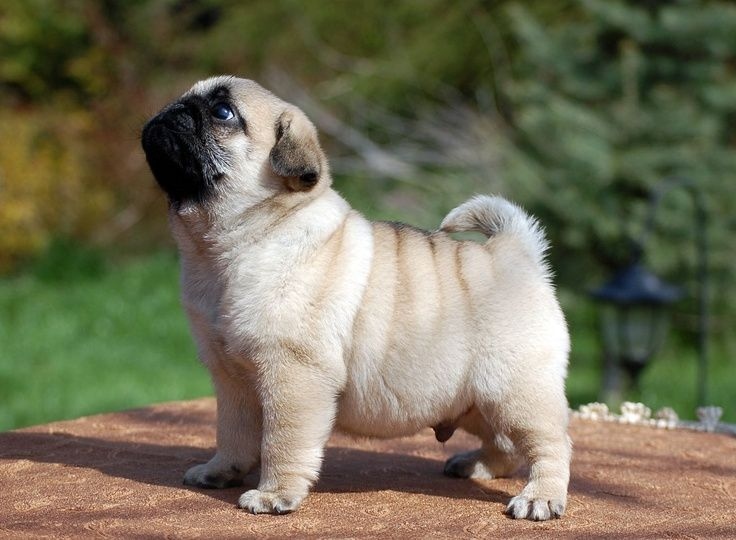 Family Raised Fawn Female and Black Male Pugs (306) 500-3579 Image eClassifieds4u