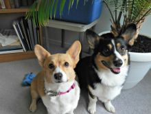 Pembroke Welsh Corgi puppies seeking new homes. 5 Lucky winners Image eClassifieds4u 2