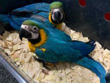 Beautiful Blue and Gold Macaws parrots, Image eClassifieds4U