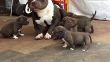 Beautiful litter of Blue American pittbull puppies Image eClassifieds4U
