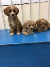 Beautiful litter of F1 cavapoo puppies looking for there forever homes. Image eClassifieds4U