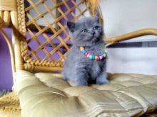 Blue Scottish Fold Kittens Open For Reservations and adoption (306) 500-3579 Image eClassifieds4U