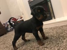 Charming Australian Shepherd puppies are now ready to meet their new loving family(306) 500-3579 Image eClassifieds4U
