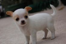 chihuahua puppies for adoption (306) 500-3579 Image eClassifieds4U