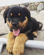 Cute Rottweiler puppies. (306) 500-3579 Image eClassifieds4U