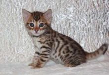 SAVANNAH F1/F6 KITTENS FREE ADOPTION (306) 500-3579 Image eClassifieds4U