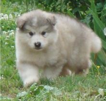 Healthy Siberian Huskies puppies which are just 12 weeks old.(306) 500-3579 Image eClassifieds4U
