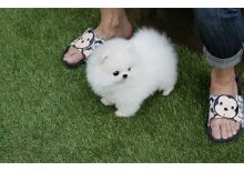 Seeking a good home for my Pomeranian puppies (306) 500-3579 Image eClassifieds4U