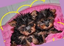 Teacup and standard Yorkie puppies ready to go now Text (437) 536-6127 Image eClassifieds4U